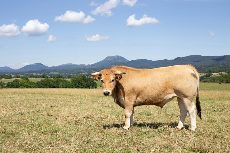 vache devant le puy-de-dome